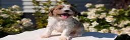 Cavapoo dogs for sale: Olive - Ad 3