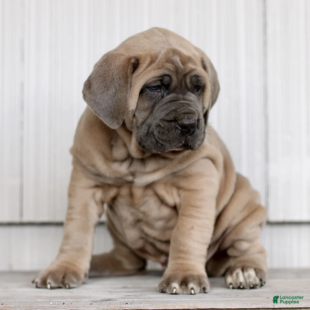 Cane Corso dogs for sale: Nova  - Ad 3