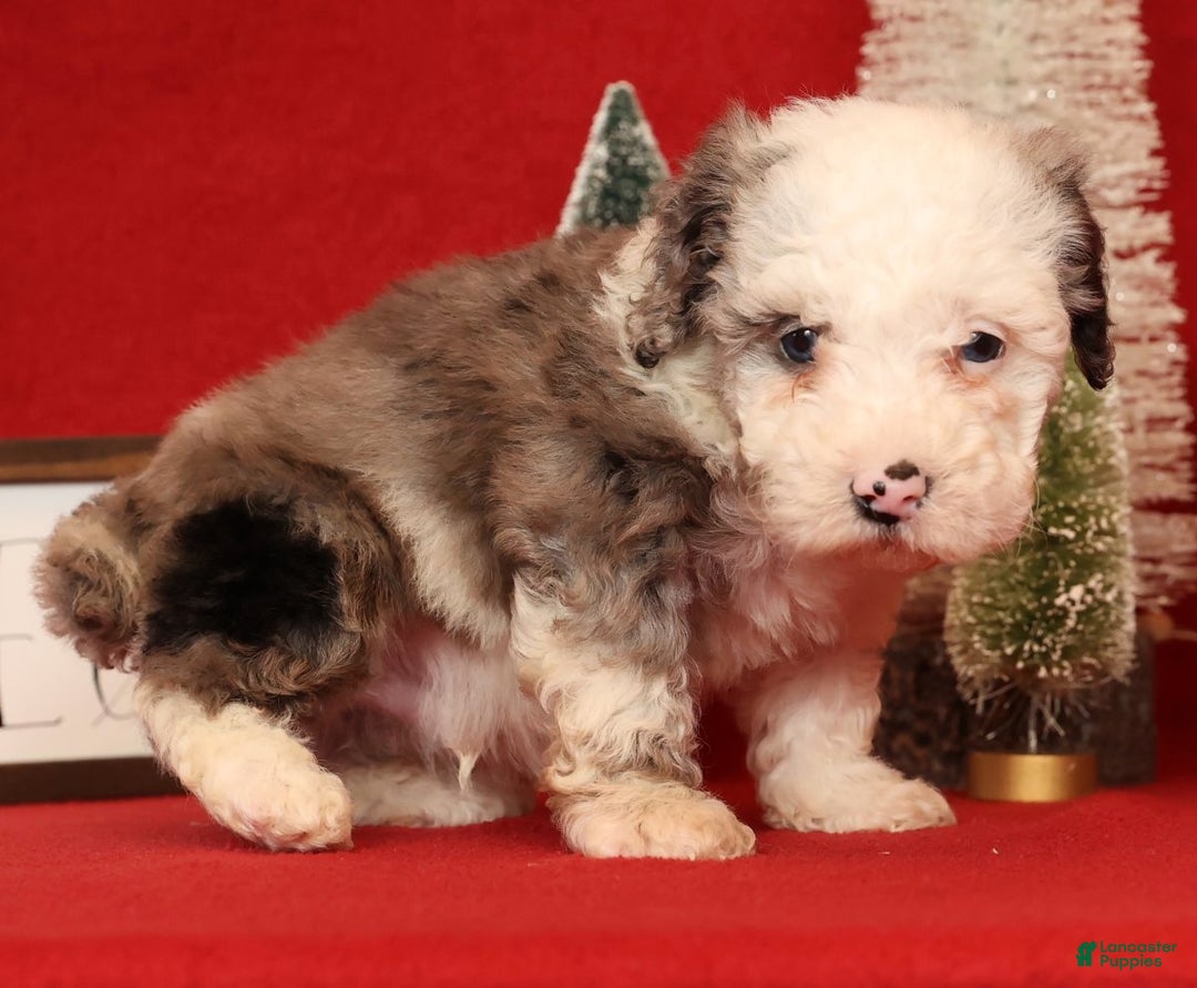 Miniature Poodle dogs for sale: Oswald - Ad 9