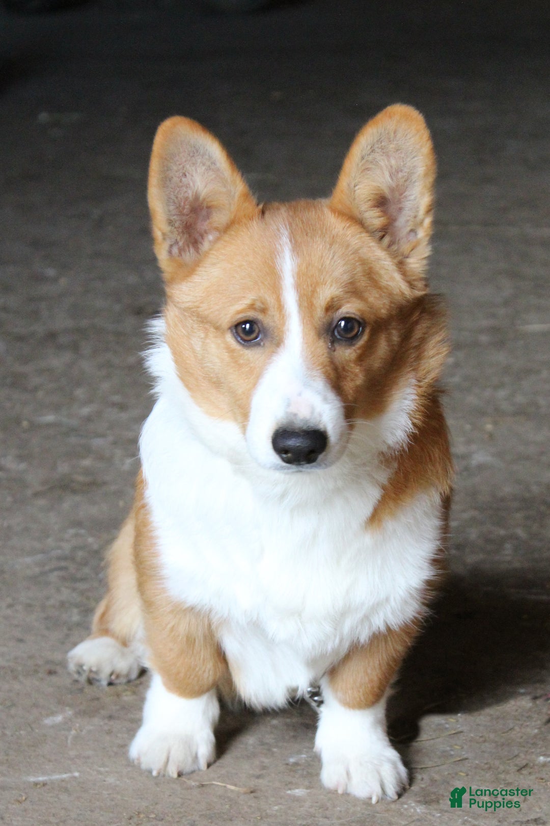 Welsh Corgi Pembroke dogs for sale: Lane - Ad 1