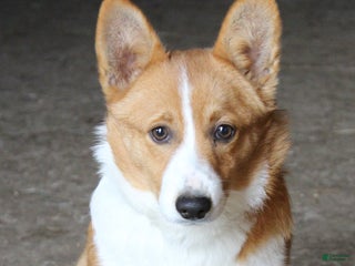 Welsh Corgi Pembroke dogs Lane - Ad 42