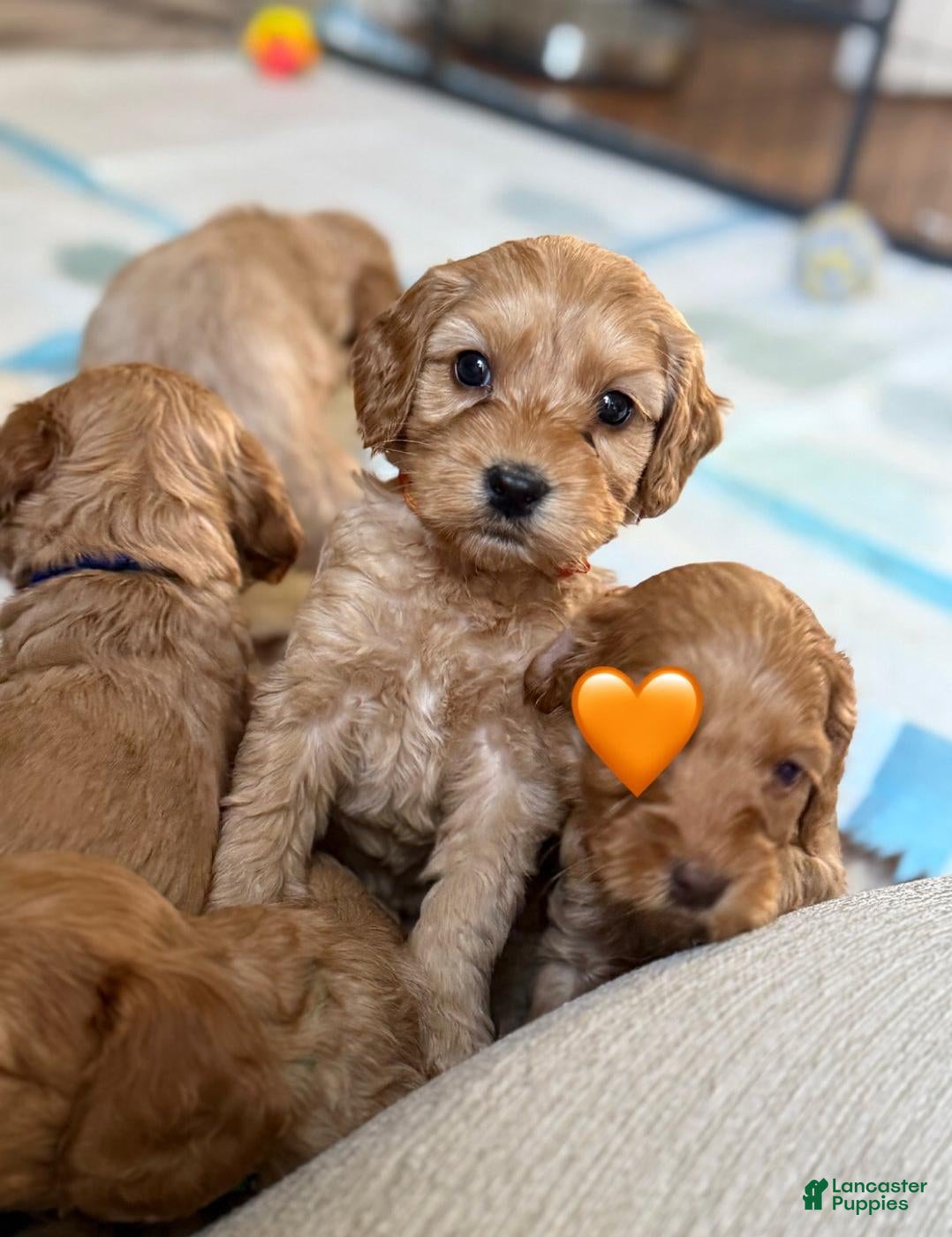 Cavapoo dogs Sara - Ad 42