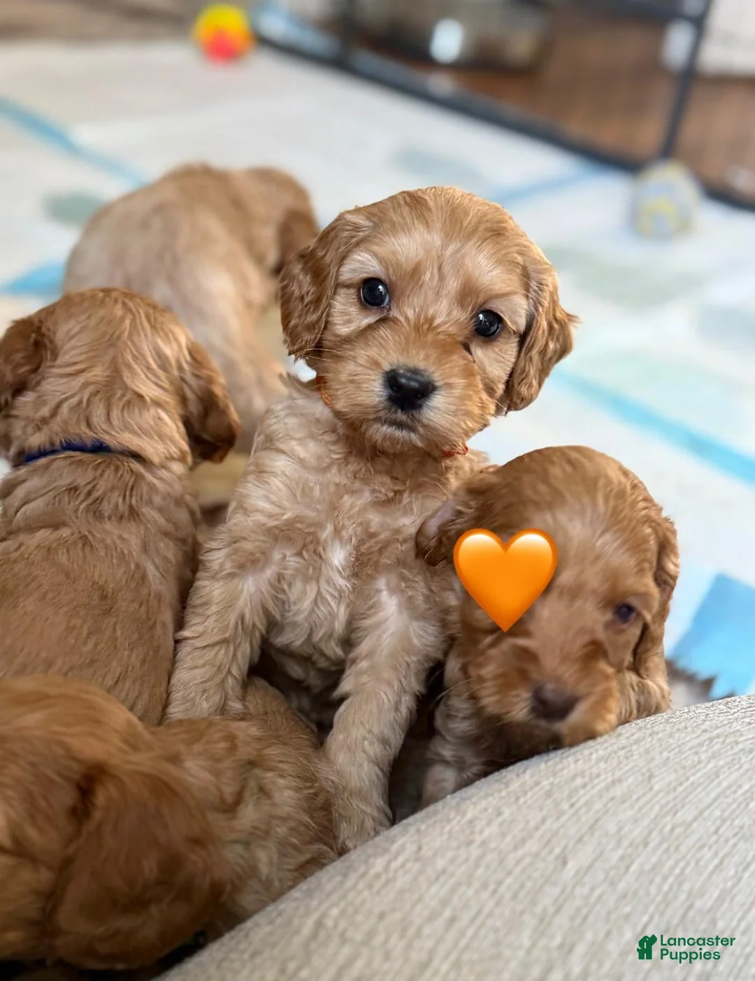 Cavapoo dogs for sale: Sara - Ad 1