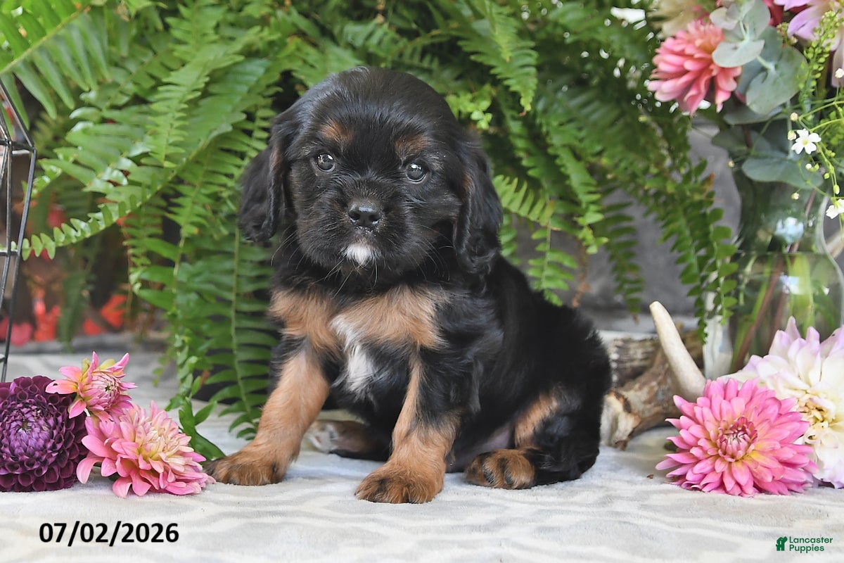Cavalier King Charles Spaniel dogs Choco - Ad 1