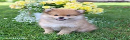 Pomeranian dogs for sale: Dusty - Ad 4