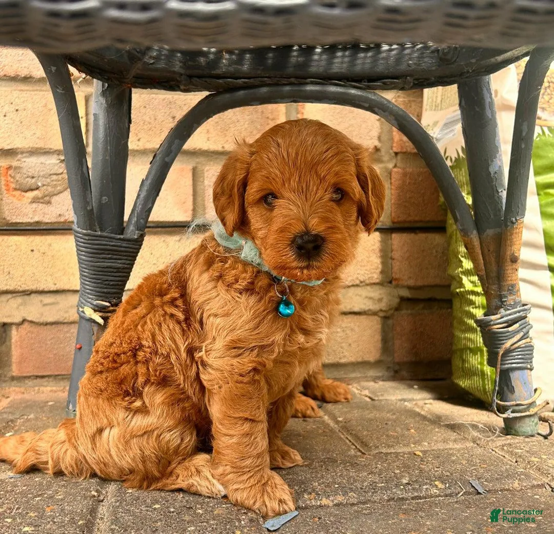 Cavapoo dogs for sale: Jeff - Ad 1