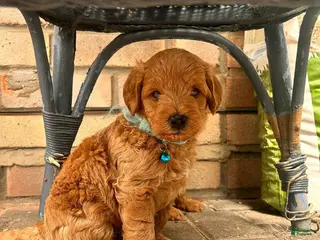 Cavapoo dogs Jeff - Ad 39