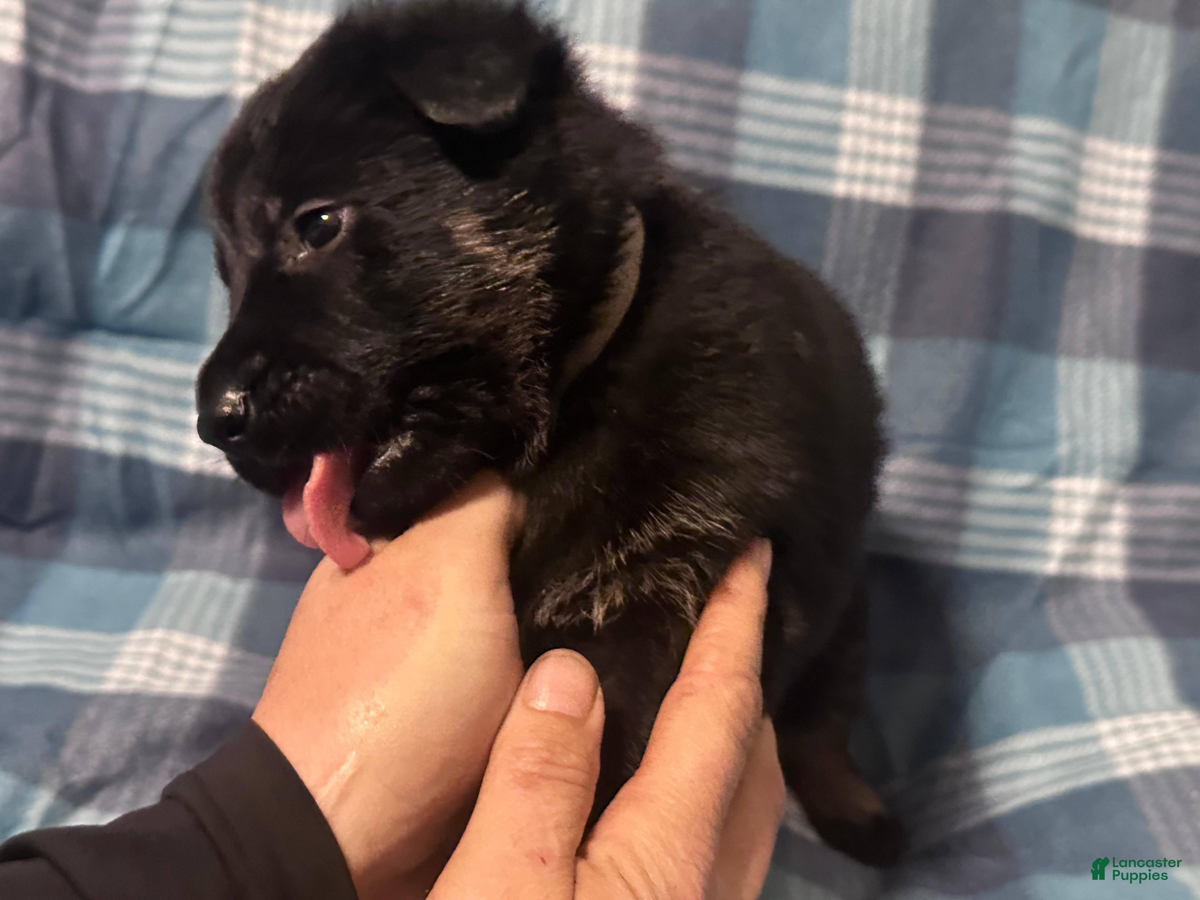 German Shepherd dogs Gonzo - Ad 30