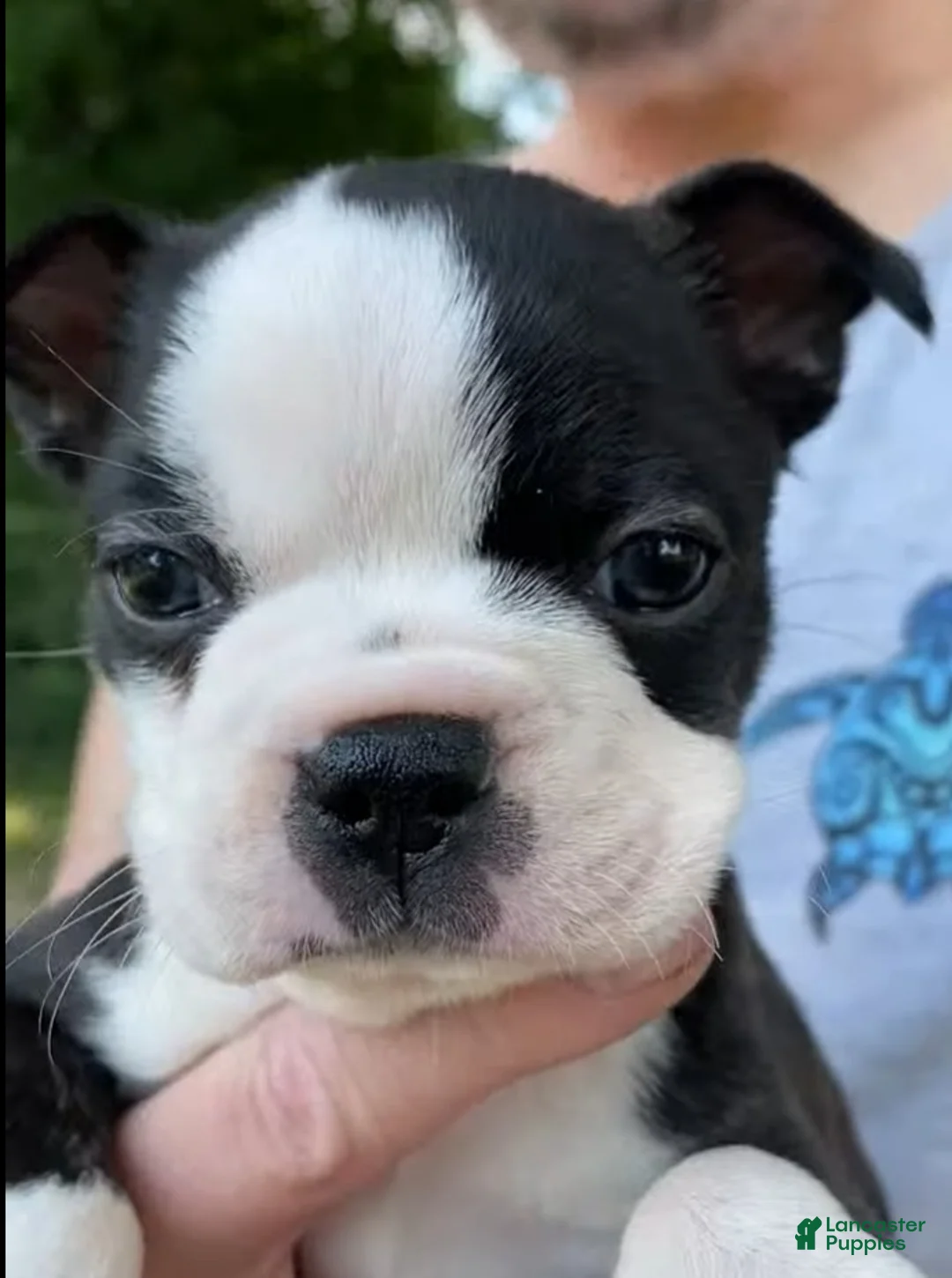 Boston Terrier dogs for sale: AKC Little Girl Aria - Ad 1