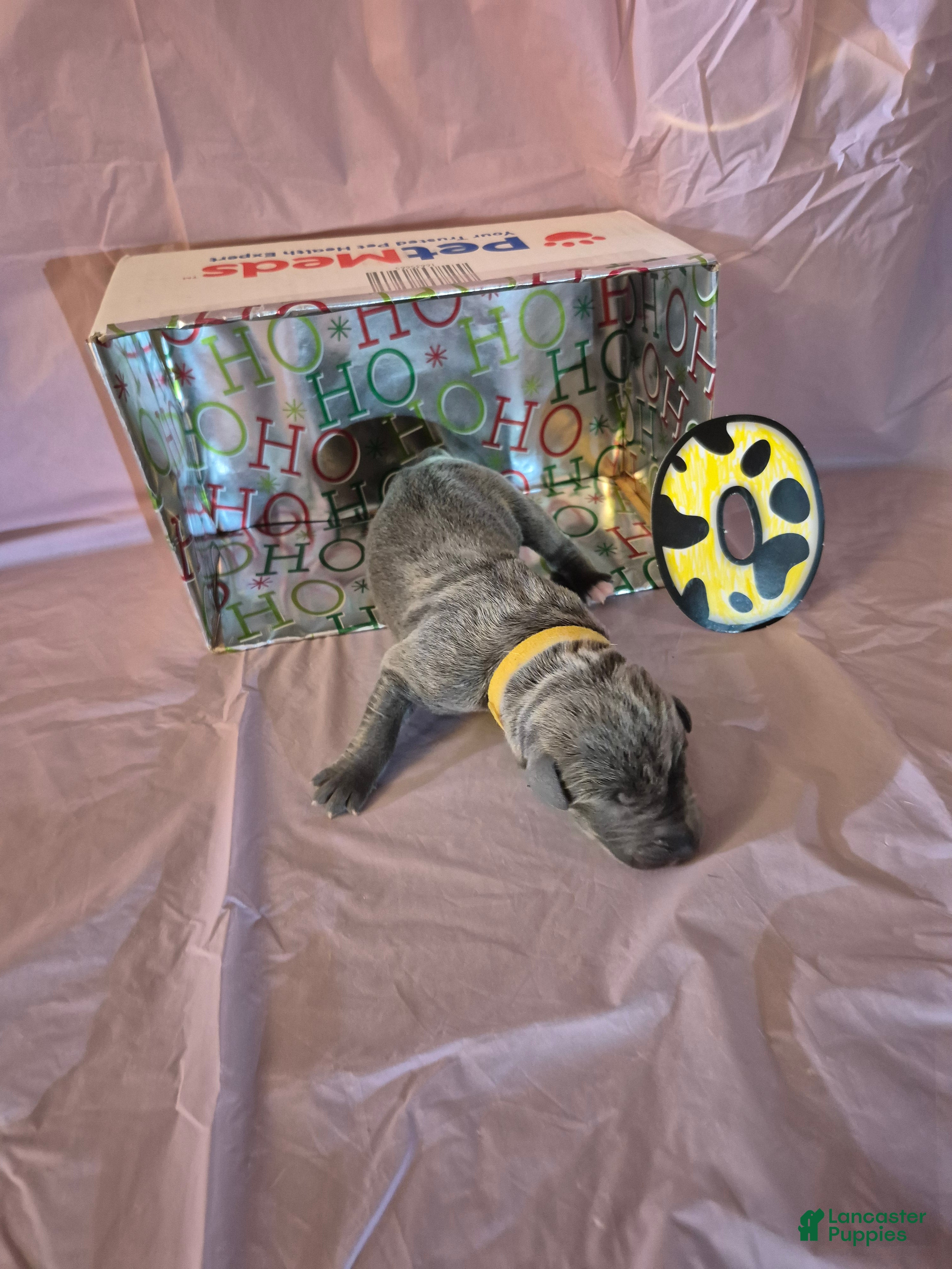 Great Dane dogs Opal - Ad 24