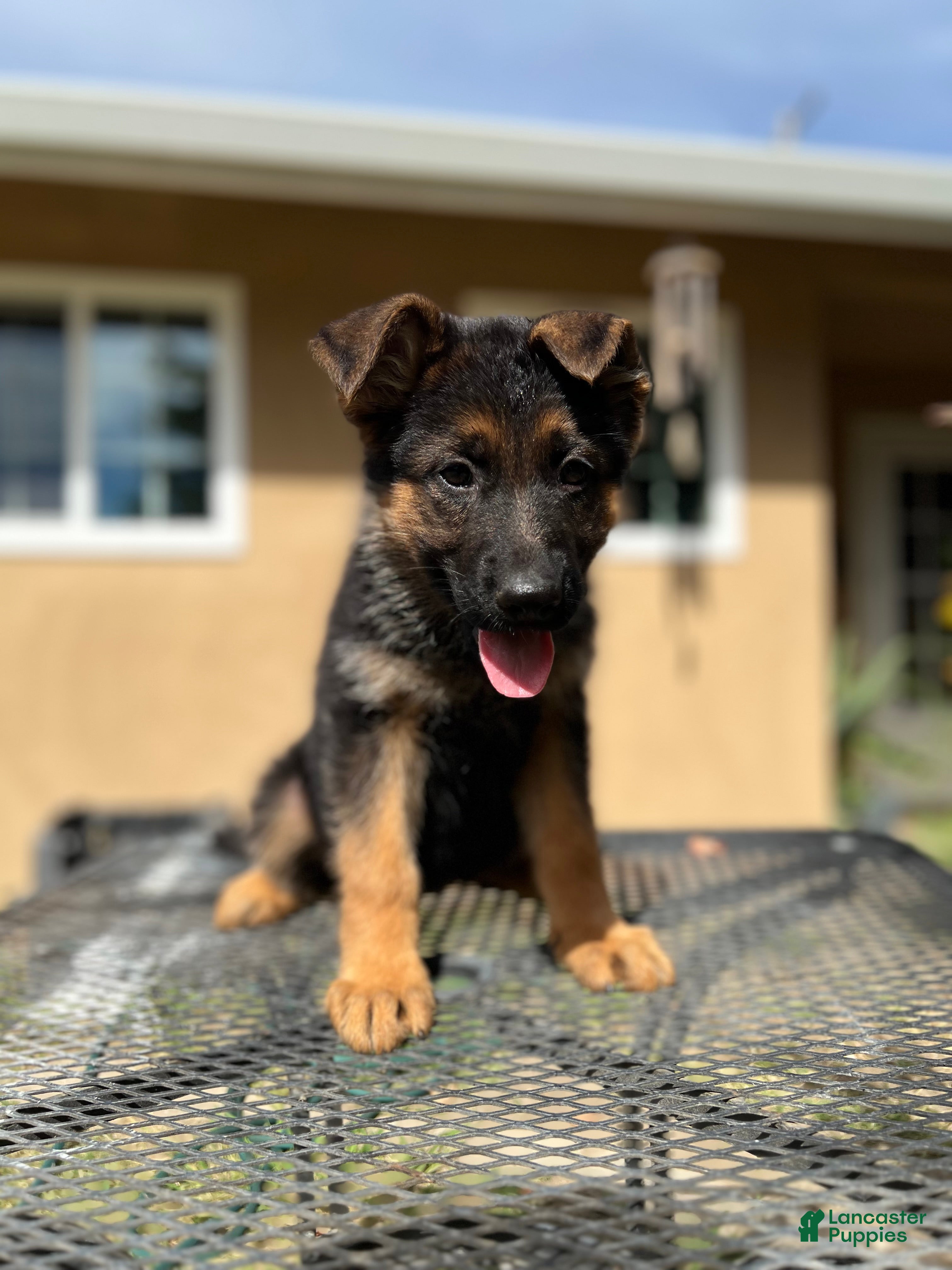 German Shepherd dogs Grey - Ad 1