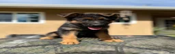 German Shepherd dogs for sale: Grey - Ad 1