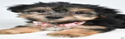 Morkie dogs for sale: Violet - Ad 4