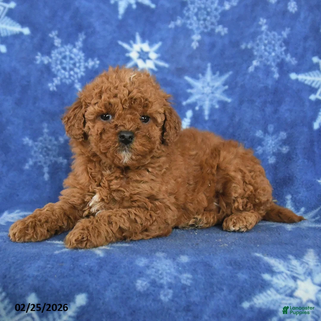 Miniature Poodle dogs for sale: Ferris - Ad 4