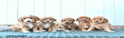 Mini Goldendoodle dogs for sale: Nick  - Ad 5