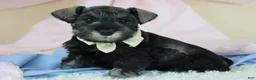 Miniature Schnauzer dogs for sale: Rufus | Miniature Schnauzer  - Ad 9