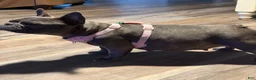 French Bulldog dogs for sale: French Bulldog 1 - Ad 11