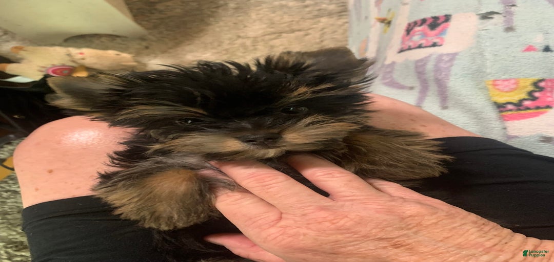 Gallery Image {{count}}