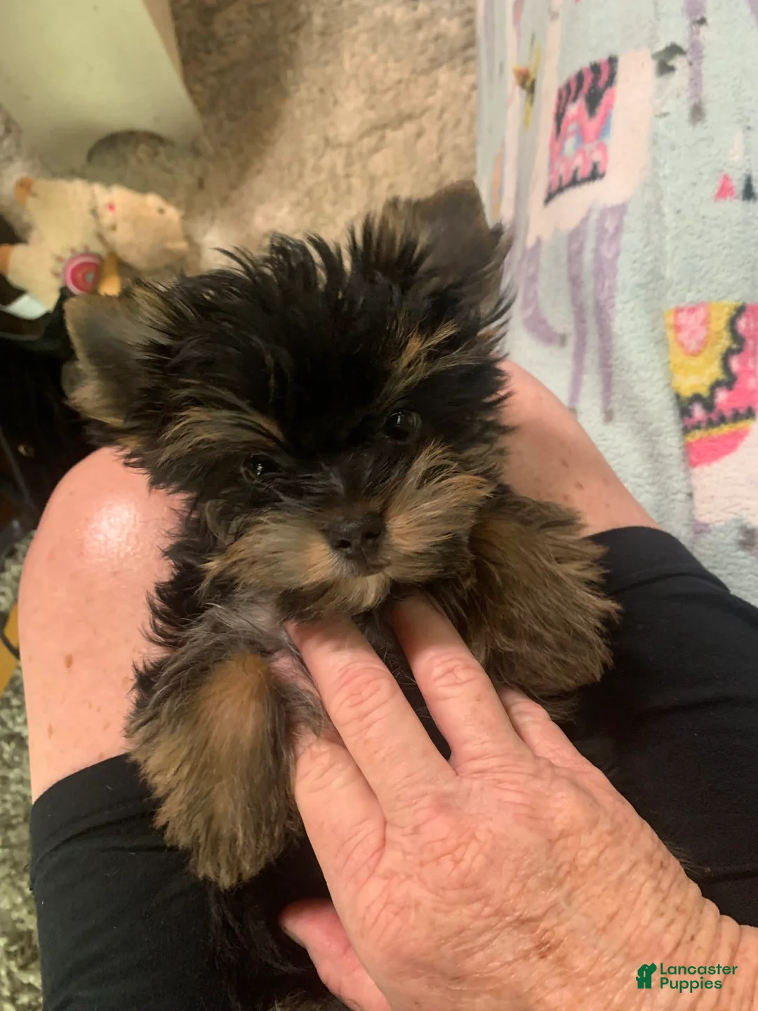 Gallery Image {{count}}