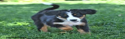 Bernese Mountain Dog dogs for sale: CeCe - Ad 10