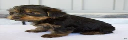 Yorkshire Terrier dogs for sale: Dakota - Ad 7