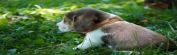 Beagle dogs for sale: Otis - Ad 5