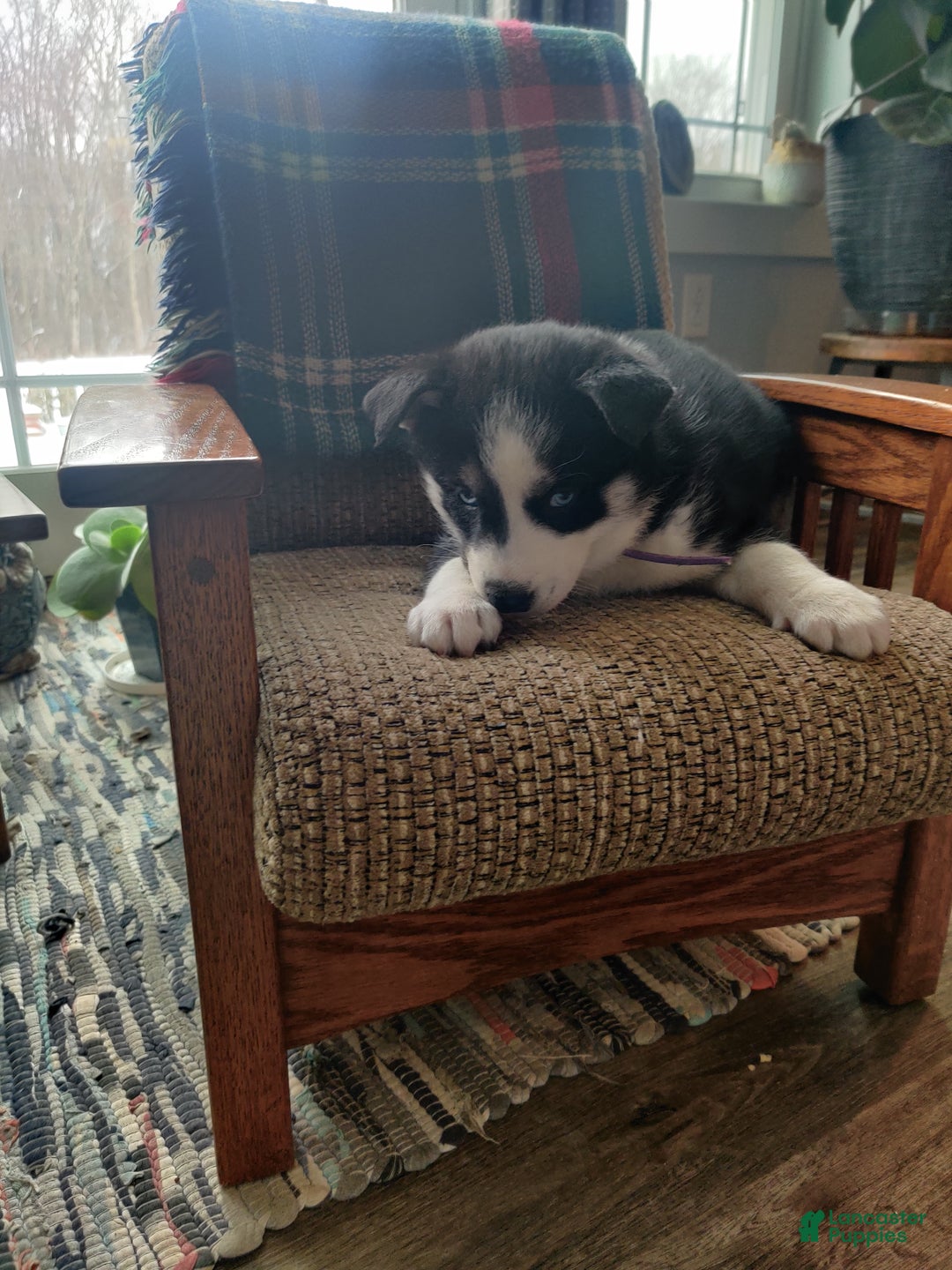 Siberian Husky dogs for sale: Susan - Ad 2