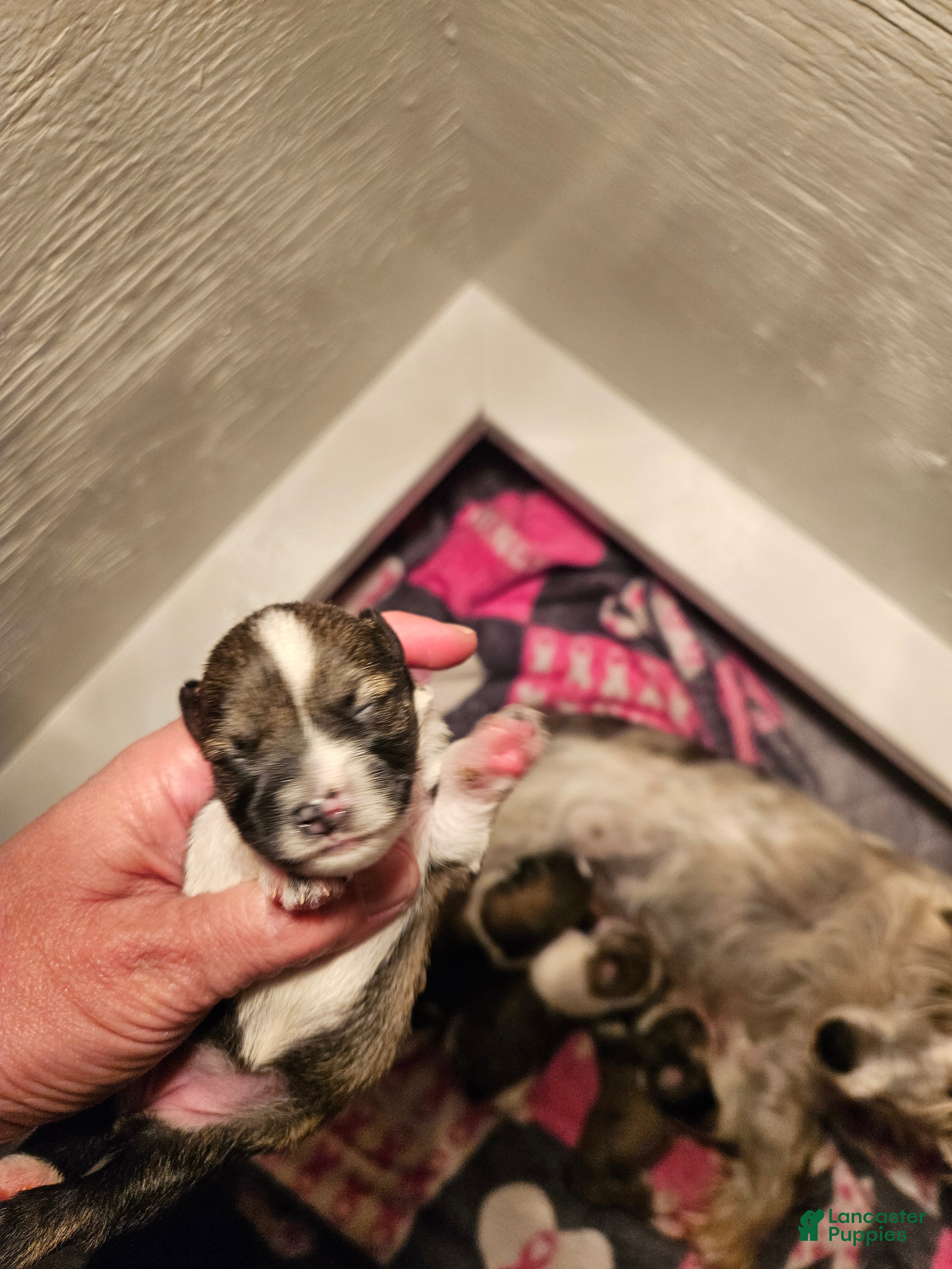 Miniature Schnauzer dogs Salt n pepper female with white collar  - Ad 18