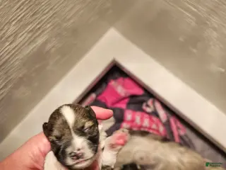 Miniature Schnauzer dogs Salt n pepper female with white collar - Ad 18