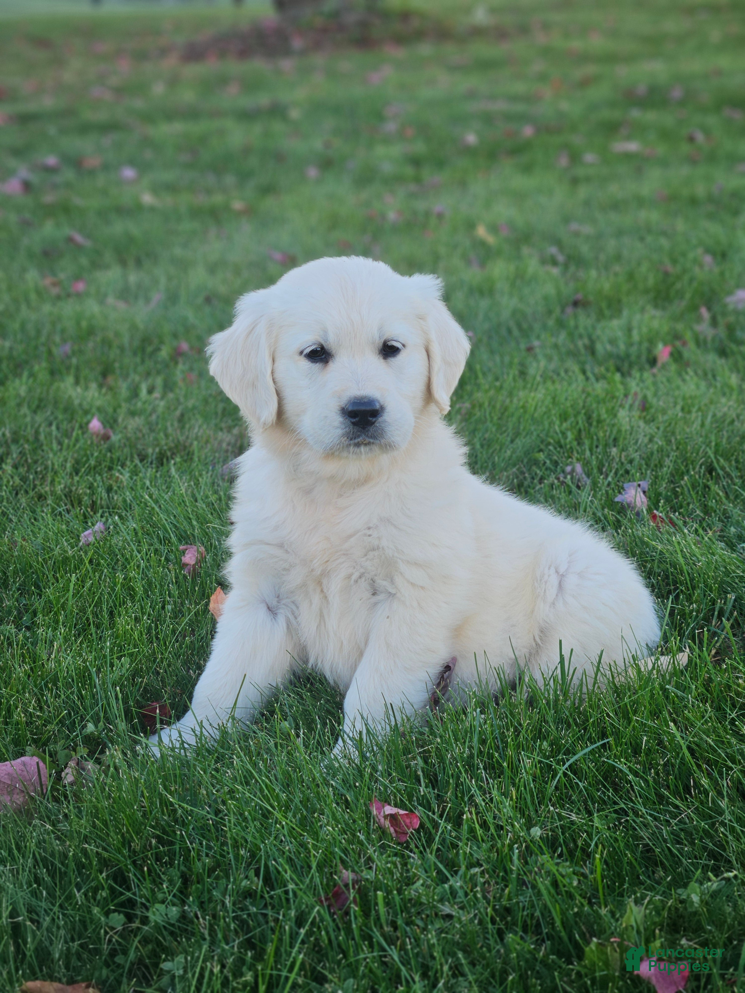 Golden Retriever dogs Gracie - Ad 1