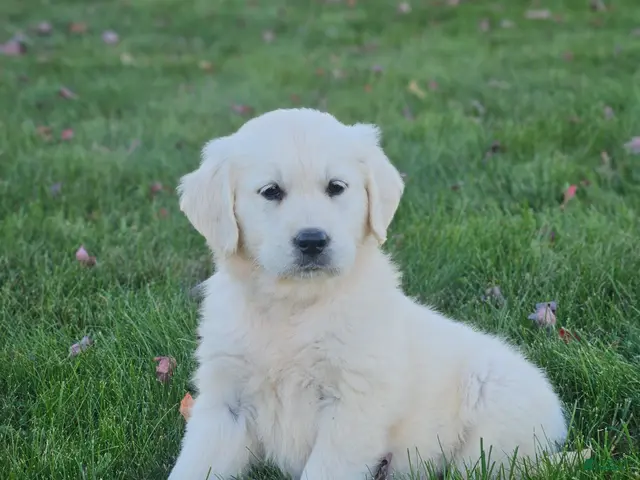 Golden Retriever dogs Gracie - Ad 1