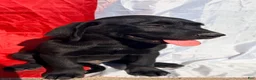 Labrador Retriever dogs for sale: Labrador Retriever 1 - Ad 5