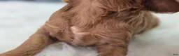 Cavapoo dogs for sale: Flurry - Ad 6
