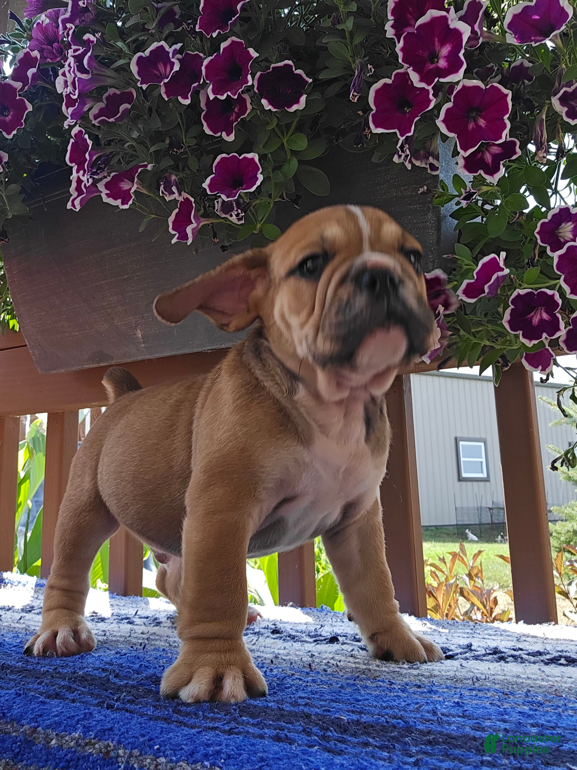 English Bulldog dogs Mozart - Ad 25