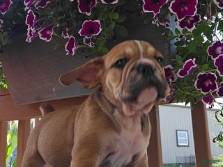 English Bulldog dogs Mozart - Ad 5
