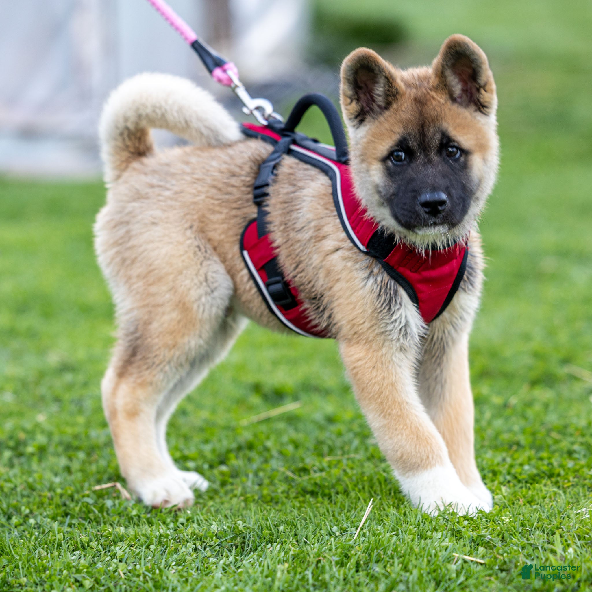 Akita dogs Farley Akita Puppy  - Ad 2