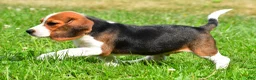 Beagle dogs for sale: Milo - Ad 7