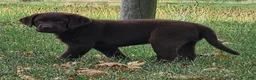 Labrador Retriever dogs for sale: Poppy - Ad 3