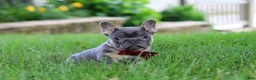 French Bulldog dogs for sale: Clinton - Ad 4
