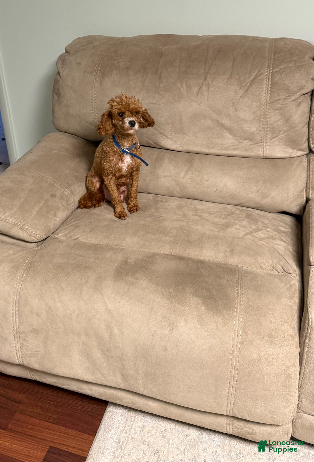 Toy Poodle dogs for sale: Jayden- Teacup/Toy Genetically TESTED - Ad 15