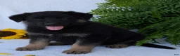 German Shepherd dogs for sale: Dani - Ad 13