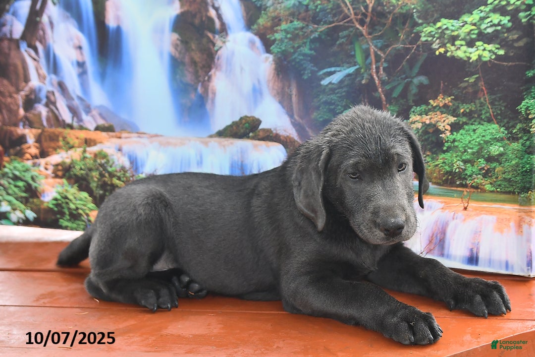 Labrador Retriever dogs for sale: Cash - Ad 8