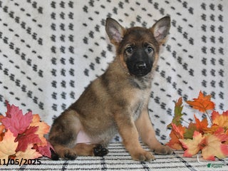 German Shepherd dogs - Ad 38