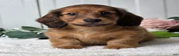Miniature Dachshund dogs for sale: Max - Ad 3