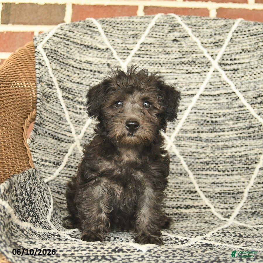 Schnoodle dogs Bonnie - Ad 1