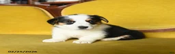 Welsh Corgi Pembroke dogs for sale: Tiffany - Ad 4