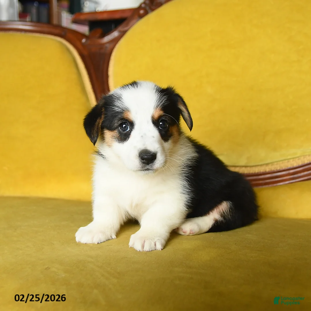 Welsh Corgi Pembroke dogs for sale: Tiffany - Ad 4