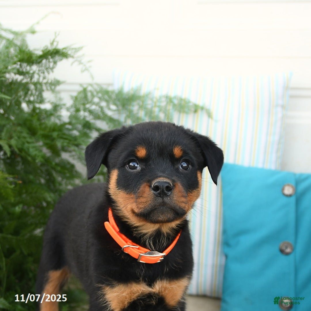 Rottweiler dogs for sale: Alexa - Ad 4