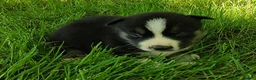 Siberian Husky dogs for sale: Sonya's male 4 - Ad 14