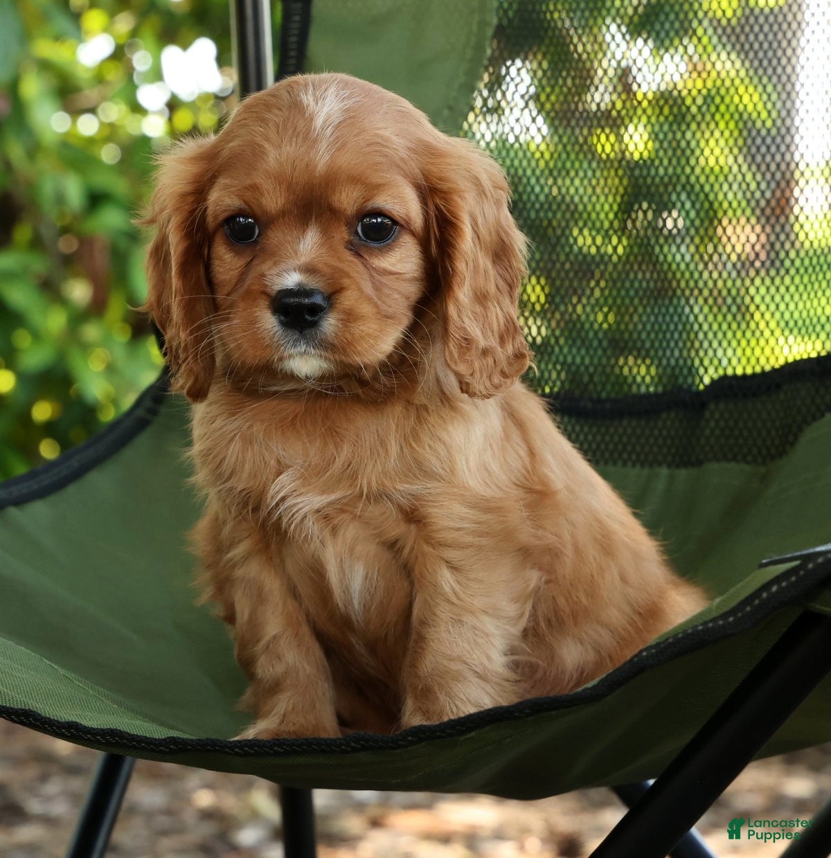 Cavalier King Charles Spaniel dogs for sale: Callie - Ad 6